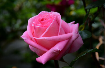 Pink Roses. This vivid bright pink flowery bloom expresses a romantic enthusiasm or will offer a gentle reminder of long-standing affection.