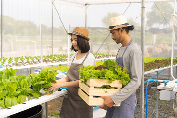 Naklejka na ściany i meble Asian farmer couple in apron and straw hat at greenhouse organic farm harvesting fresh green oak lettuce and organic vegetables from a hydroponic pipe and put into a wooden crate held by a male farmer