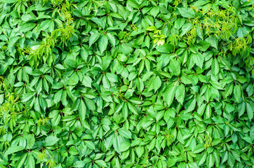 beautiful green leaves texture pattern.
