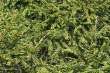 green fir tree branches, flora and foliage