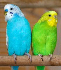 Budgerigars (Melopsittacus undulatus) close up view. Female and male budgerigars