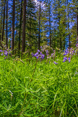 A violet lupine flower blooming on the forest floor