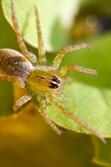 Close up image of spider in water