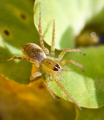 Close up image of spider in water