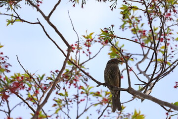 春の公園に咲くサクラの枝に止まるヒヨドリ