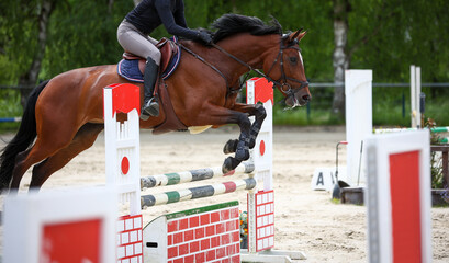 Horse brown with rider jumping over an obstacle in the parcors, horse completely from the side and...