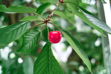 さくらんぼ（山形県）
