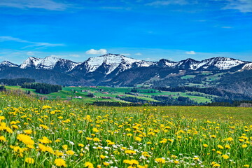 Frühling mit Blumenwiesen und Schnee auf Gipfel in den Alpen, Bayern