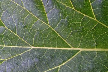 Fragment of a leaf of a garden plant close-up