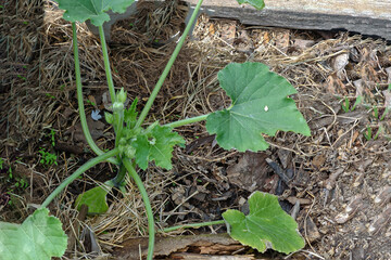 Zucchini stalk on a compost bed close-up