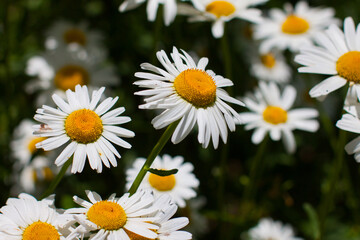 Flowering. Chamomile. Blooming chamomile field, Chamomile flowers. Natural herbal treatment.