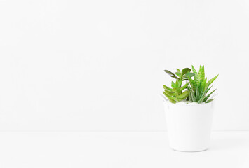 Plants in the room. Succulents and white background. 部屋の中の植物。多肉植物と白背景