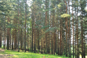 Morning in a pine forest
