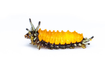 Image of amber caterpillar isolated on white background. Animal. Insect.