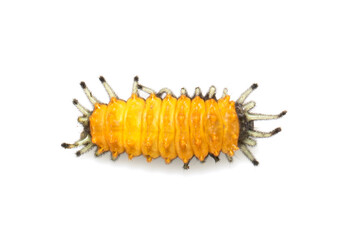 Image of amber caterpillar isolated on white background. Animal. Insect.