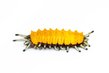 Image of amber caterpillar isolated on white background. Animal. Insect.
