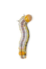 Image of yellow-headed butterfly caterpillars isolated on white background. Animal. Insect.