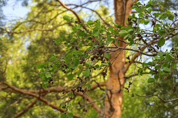 Alder branch with young leaves close-up