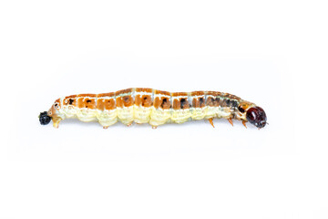 Image of brown pattern caterpillars isolated on white background. Animal. Insect.