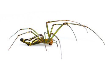 Image of Decorative Big-jawed Spider(Leucauge decorate) isolated on white background. Animal. Insect.
