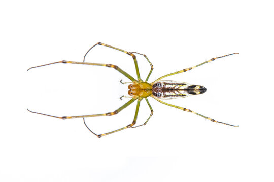 Image of Decorative Big-jawed Spider(Leucauge decorate) isolated on white background. Animal. Insect.