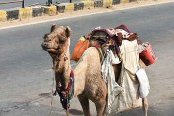 Camel in town of Chhattisgarh India