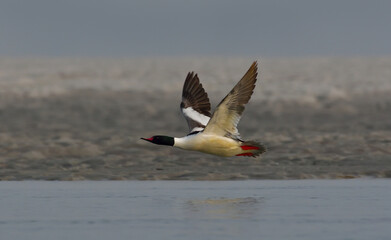 Common merganser bird in a river