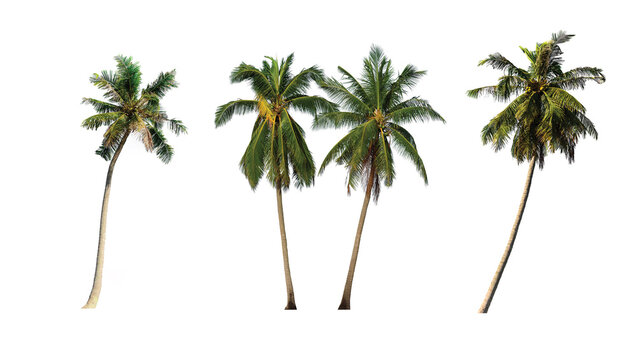 Coconut palm trees isolated on white background. Included clipping path.