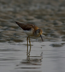 greenshank bird in a lake searching  food