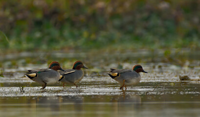 common teal duck bird in lake searching food