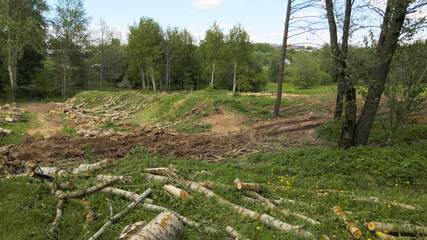 Deforestation in urban areas. Sawed poplars. Sawed trunks and large stumps are visible. 