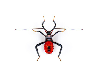 Image of red assassin bug isolated on white background. Animal. Insect.
