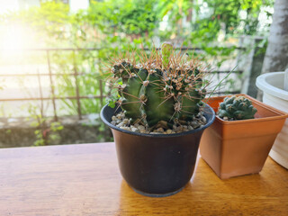 Green cactus in black pot is beautiful flowering.