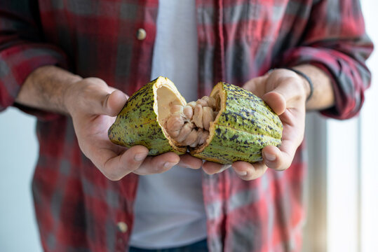 Farmer Freshly Cut Cocoa Pods, Revealing The Cocoa Pulp And Seeds Inside., Selective Focus, Cacao Fruits Which Is Used As Raw Material To Make Chocolate