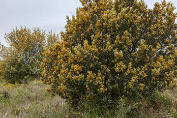 Fototapeta premium Holm oaks with branches covered with male catkins in spring. Quercus ilex.