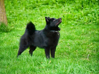 Little charming Belgian Shepherd Schipperke stands on the green grass