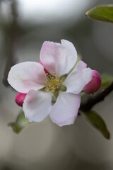 Obraz premium Apple Tree in Spring. Full Bloom Closeup. Feminine Delicate Pink Floral.