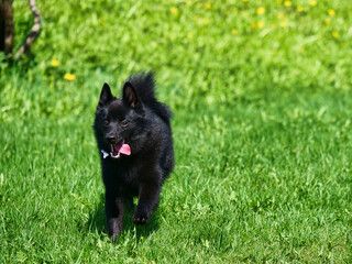 Young Charming Belgian Shepherd Schipperke runs through the green grass