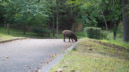 イノシシ