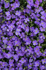 Aubrieta Flower Carpet, Beautiful Groundcover in Garden. Purple Nature Carpet