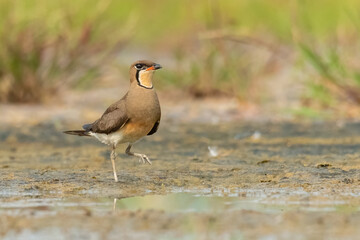 Oriental Pratincole walking on muddy ground