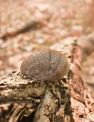 A bracket fungus (Pycnoporus sp.) with a tough, woody cap