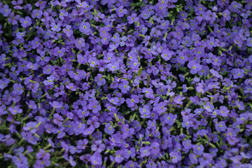 Obraz premium Aubrieta Flower Carpet, Beautiful Groundcover in Garden. Purple Nature Carpet