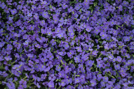 Aubrieta Flower Carpet, Beautiful Groundcover in Garden. Purple Nature Carpet
