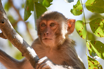 The rhesus macaque (Macaca mulatta), colloquially rhesus monkey, is a species of Old World monkey