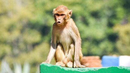 The rhesus macaque (Macaca mulatta), colloquially rhesus monkey, is a species of Old World monkey