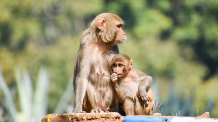 Obraz premium The rhesus macaque (Macaca mulatta), colloquially rhesus monkey, is a species of Old World monkey
