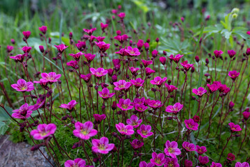 Pink Geranium Flower Carpet in Spring Garden. Joy of Gardening
