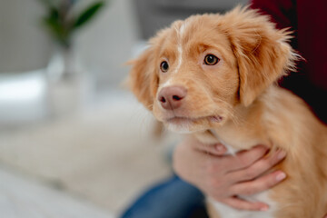 Toller puppy having fun at home