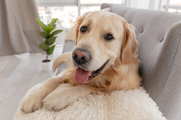 Golden retriever dog at home interior